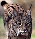 Iberian Lynx © John Muddeman